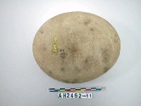 藏品(圓扁形礫石)的圖片